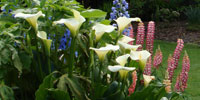 Classic Perennial Border Garden.